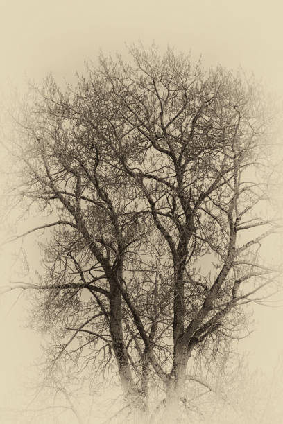 istock Sepia version of an Oak Tree, Victoria, BC Canada 1444816131