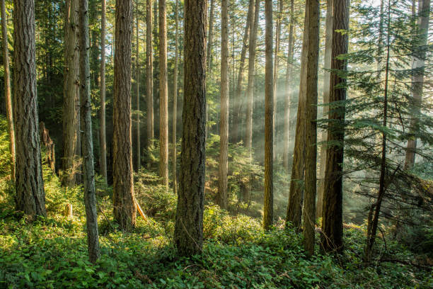 istock Douglas fir tree stand, Victoria, BC 1444816195