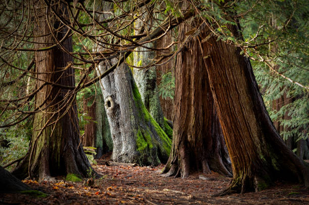 istock Western red cedars, Victoria, BC Canada 1444816861