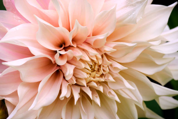istock Dinnerplate Dahlia, Victoria, BC Canada 1444816986
