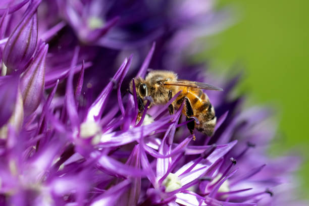 istock A Honey bee on an allium on Salt Spring Island, BC Canada 1444817133