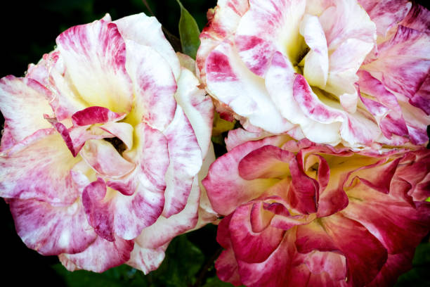 Three Roses, Sidney, Vancouver Island, BC Canada