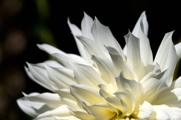 White dahlia