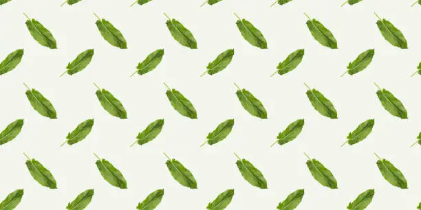 Seamless pattern of green sorrel leaf on white background for wallpaper, fabric or wrapping-paper