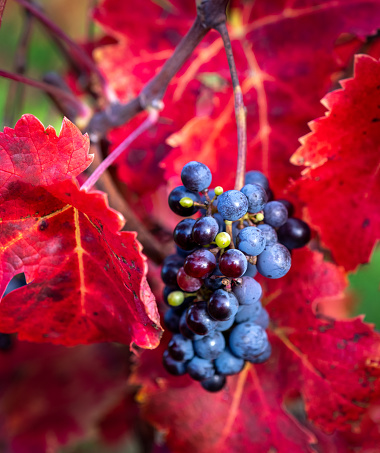 Most grapes in France are harvested in August and early September but some remain on the vines into the colorful autumn. Shot with shallow depth of field. Room for copy