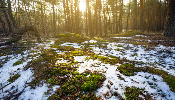 winter snowbound forest glade in light of sparkle sun