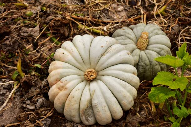 istock Autumn pumpkins on field 1444823341