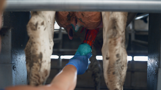 Cow milking technology in modern dairy farm with robotic automats close up. Unknown ranch worker cleaning cattle udder covering teat by blue liquid. Milk production on cowshed with mechanical system.