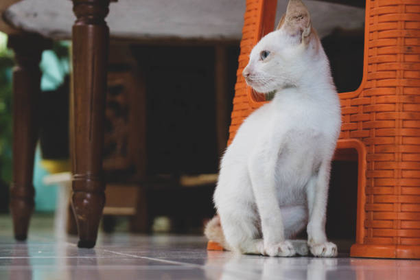 White Scottish cat head at curtain looking away with curious and amazed interested emotion expression.
