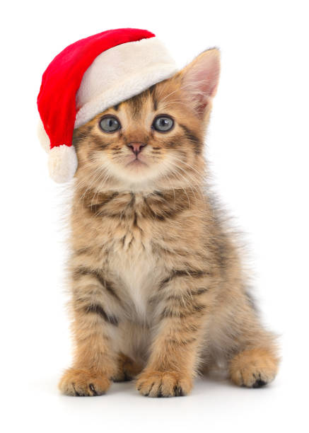istock Kitten in Santa Claus Christmas hat. 1444826185