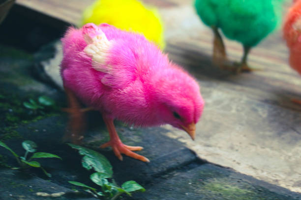 This is a photo of the colorfully painted chicks. stock photo