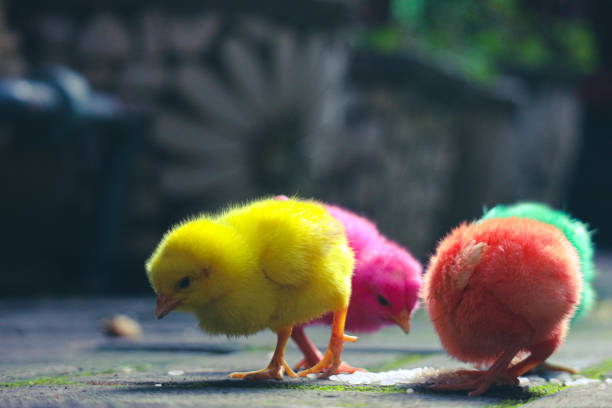 This is a photo of the colorfully painted chicks. These chicks are usually sold in front of the school by traders, to play children