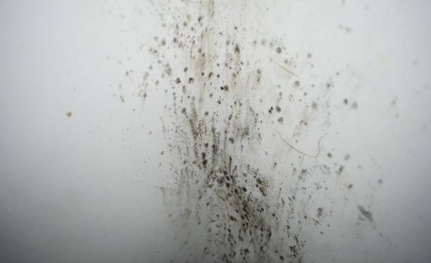 istock black mold and  fungus wall corner 1444827556