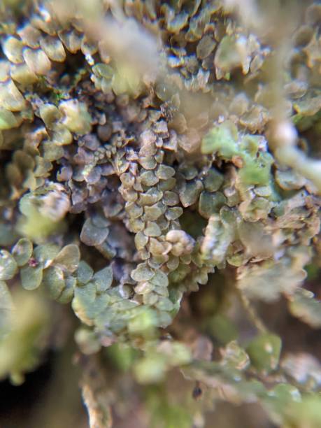 istock Extreme close-up of Moss 1444827803