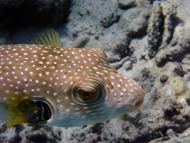 istock Starry pufferfish - Arothron stellatus 1444828803