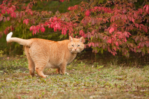 Big fat yellow cat in the outdoors during the fall season. Overweight male orange tabby cat outside in autumn.