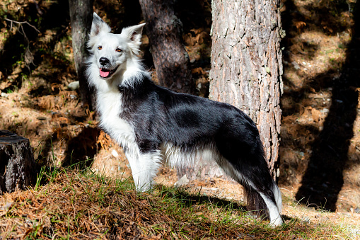 Black and white border collie in the mountains.  Purebred dog posing for the camera.  Companion animals.  Man's Best Friend.