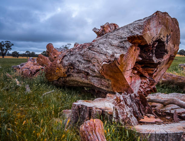 istock Country Victoria, Australia. Farm. 1444831228