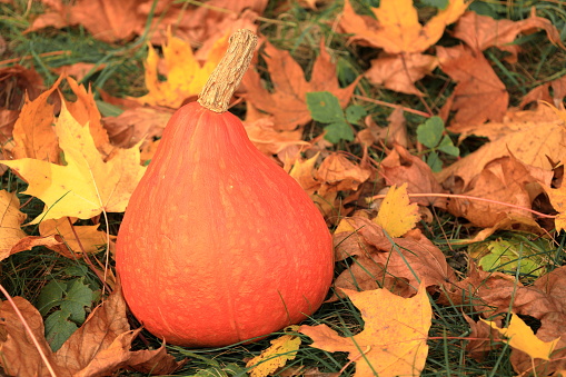 Pumpkin in autumn scenery against the background of colorful leaves
