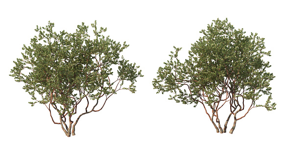 3d render Trees with flowers on a white background