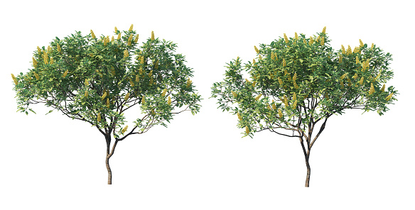 3d render Trees with flowers on a white background