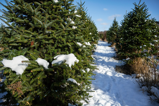 Pathway of snow through rows of green pine trees growing for Christmas. Outdoor