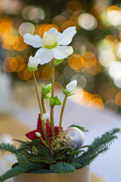 November 2022: Black Hellebore with white flower as Christmas Decoration