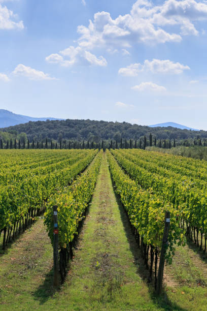 weinberglandschaft in der toskana, chianti-region - chianti region stock-fotos und bilder