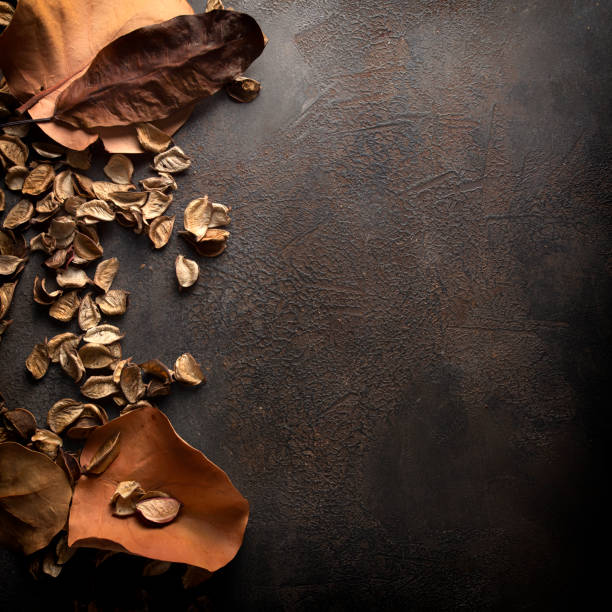 Different shapes dry leaves border for Autumn  background with copy space