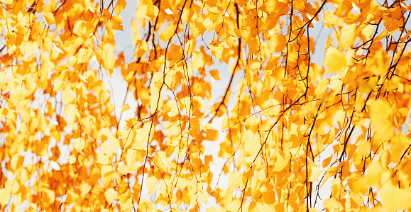Autumn foliage background, fall nature blurred banner, yellow birch tree leaves in the sun