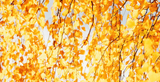 осенний фон листвы, осенняя природа размытая знамя, желтые листья березы на солнце - vibraphone стоковые фото и изображения