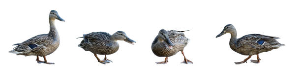 istock Four duck silhouettes on a white background. 1444845350