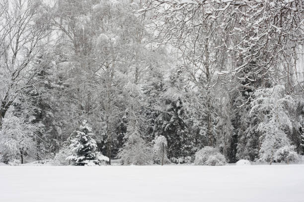 istock Snow on the trees. Winter landscape. 1444845416