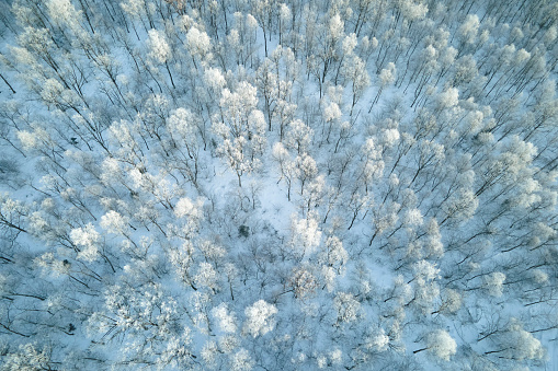 Aerial view of snow covered white forest with frozen trees in cold winter. Dense wild woodland in wintertime.