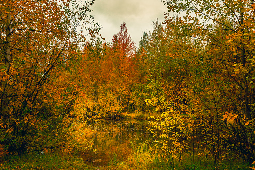 Colorful autumn landscape in September near a small forest lake surrounded by a leafy forest with yellow and orange foliage, and grassy shores