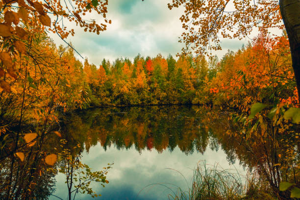 Colorful autumn landscape in September near a small forest lake surrounded by a leafy forest with yellow and orange foliage, and grassy shores