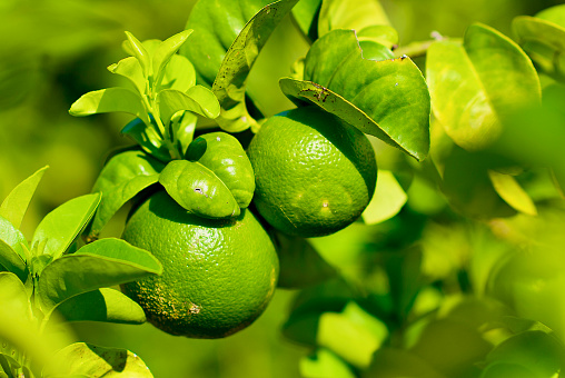 Close-up image of a bitter orange citrus plant with unripe, green fruit on a sunny day.