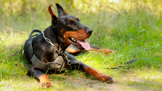Young, Beautiful, Black And Tan Doberman Lying On The Lawn. Dobermann Is A Breed Known For Being Intelligent, Alert, And Loyal Companion Dogs
