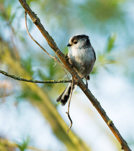 istock Beautiful Belgium wildlife pictures 1444857784