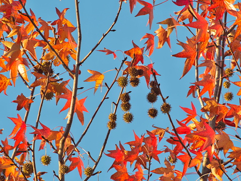 Tokyo,Japan - November 27,  2022: Beautiful red leaves and fruits of American sweetgum, Liquidambar styraciflua,American storax,hazel pine,bilsted and redgum