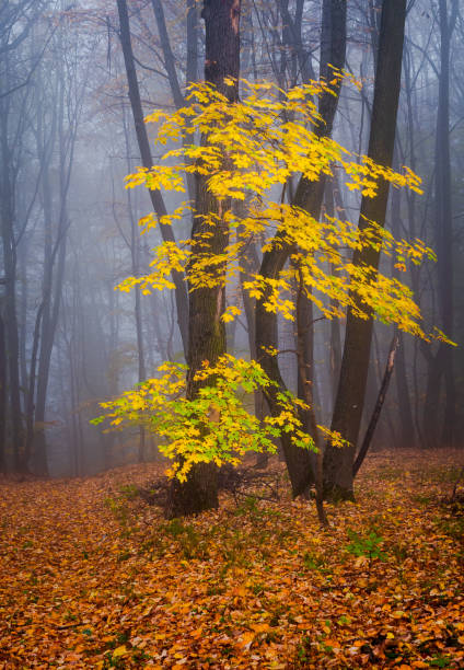 Autumn colors in the foggy forest
