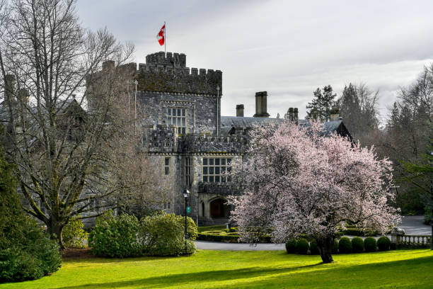 Spring with a cherry blossom tree, Hatley Castle, Royal Roads University, Victoria, BC Canada Victoria, BC Canada - March 20, 2021:  Spring with a cherry blossom tree, Hatley Castle, Royal Roads University, Victoria, BC Canada colwood photos stock pictures, royalty-free photos & images
