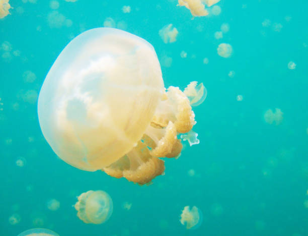 istock Beautiful Underwater Pictures 1444859630