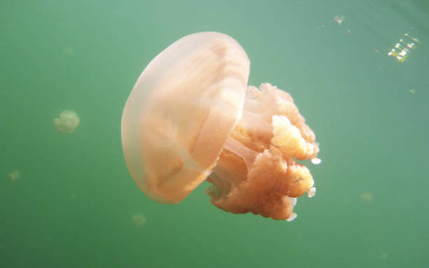 istock Beautiful Underwater Pictures 1444859643