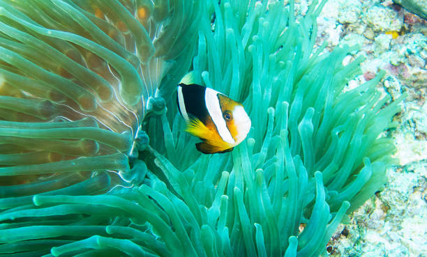istock Beautiful Underwater Pictures 1444859656