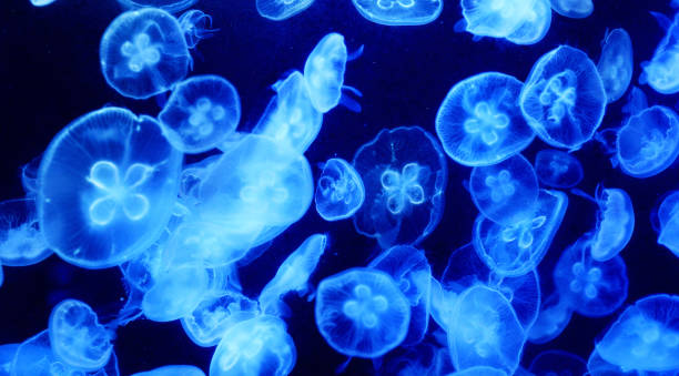 istock Beautiful Underwater Pictures 1444859679