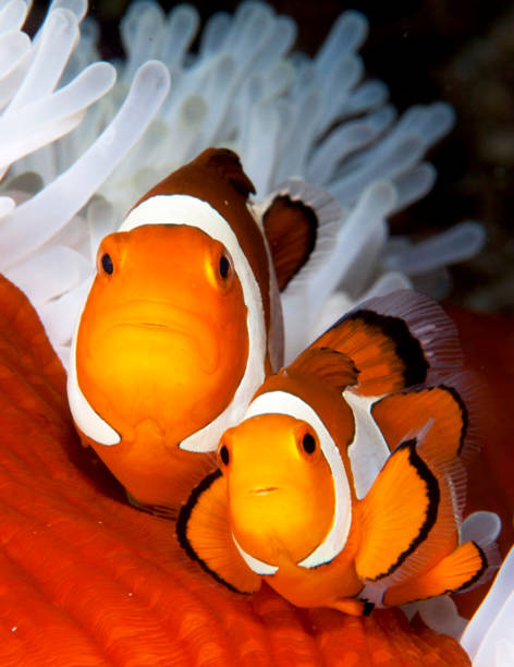 istock Beautiful Underwater Pictures 1444859681