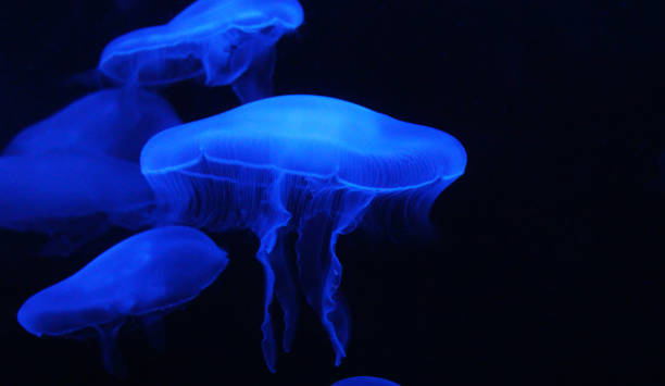 istock Beautiful Underwater Pictures 1444859695