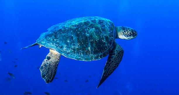 istock Beautiful Underwater Pictures 1444859696