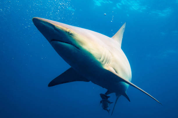 istock Beautiful Underwater Pictures 1444859698